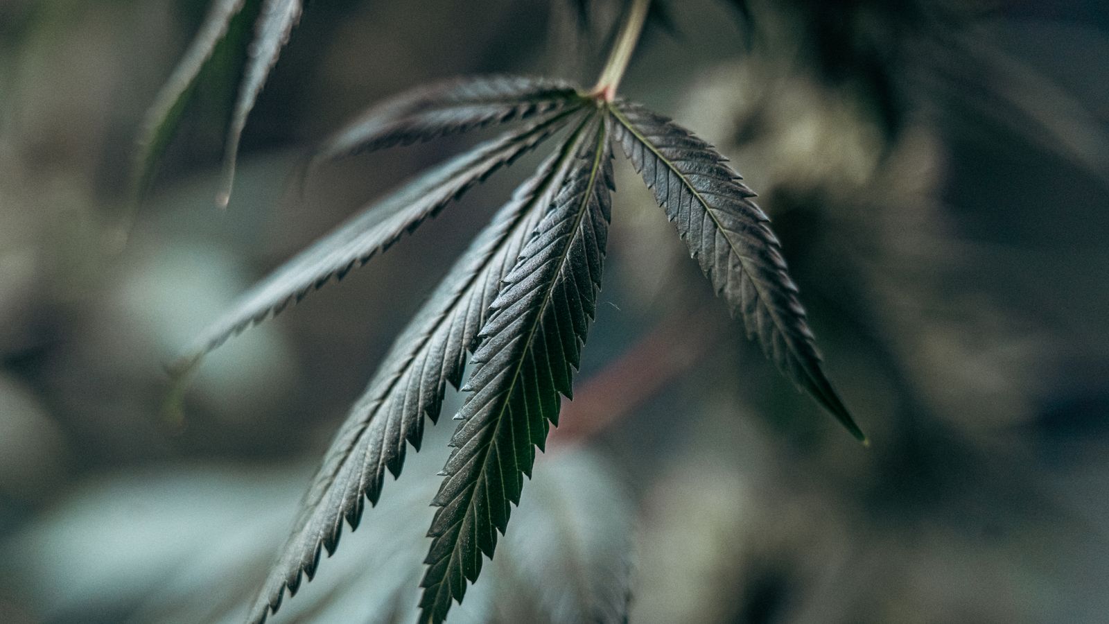 Cannabisblatt vor neutralem Hintergrund